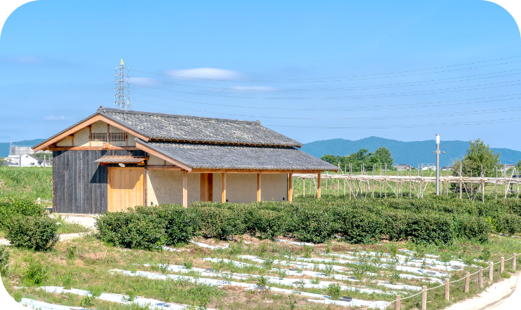 修景茶園